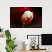 Poster met rode en witte tulp (Thuiskantoor)