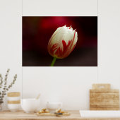 Poster met rode en witte tulp (Keuken)