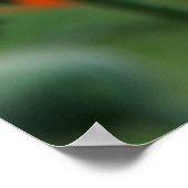 Poster met rode papaver (Hoek)