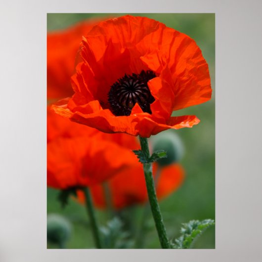 Poster met rode papaver (Voorkant)