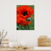 Poster met rode papaver (Keuken)