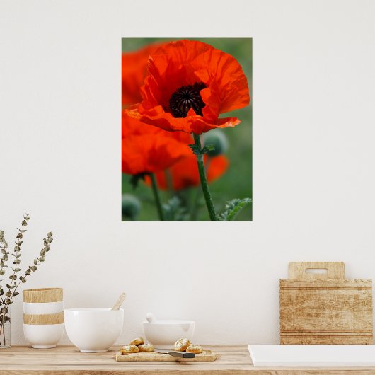 Poster met rode papaver (Keuken)