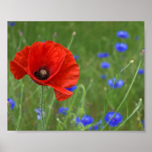 Poster met rode papaver