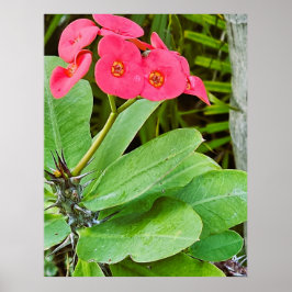 Poster met roze bloem