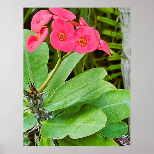 Poster met roze bloem (Voorkant)