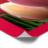 Poster met roze en rode lente Tulip Garden Flowers (Hoek)