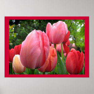 Poster met roze en rode lente Tulip Garden Flowers
