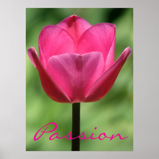 Poster met Roze Tulp Passie (Voorkant)
