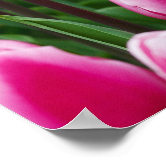 Poster met roze tulpen (Hoek)