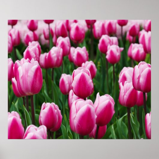 Poster met roze tulpen (Voorkant)