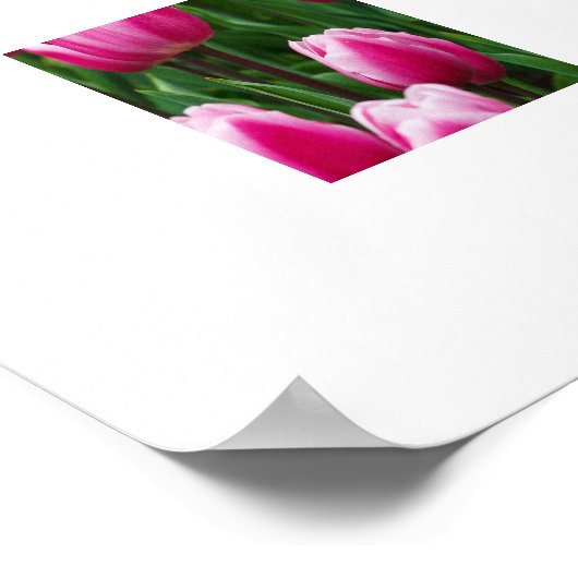 Poster met roze tulpen (Hoek)