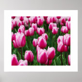 Poster met roze tulpen (Voorkant)