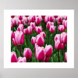 Poster met roze tulpen