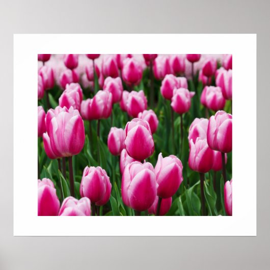 Poster met roze tulpen (Voorkant)
