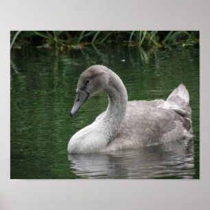 Poster met sierlijke zwaan op het water