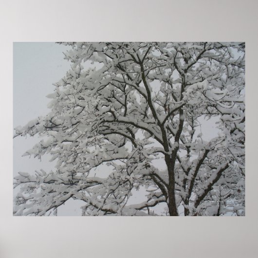 Poster met sneeuwbedekking eiken (Voorkant)