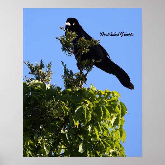 Poster met staarten (Voorkant)