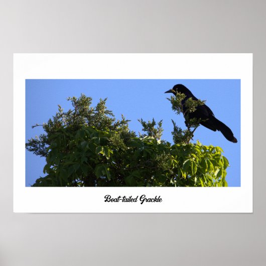 Poster met staarten (Voorkant)