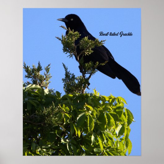Poster met staarten (Voorkant)