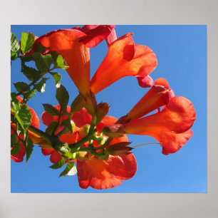 Poster met Trumpet Vine Flowers
