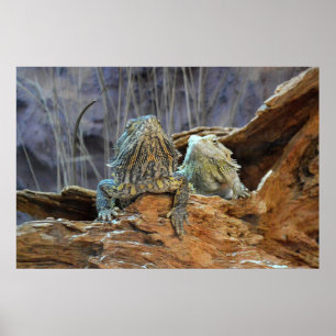 Poster met twee merkwaardige lizards