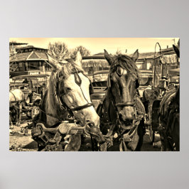 Poster met twee paarden