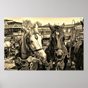 Poster met twee paarden