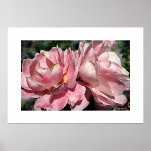 Poster met twee roze rozen (Voorkant)