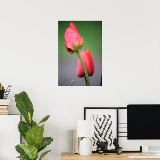 Poster met twee roze tulpen (Thuiskantoor)