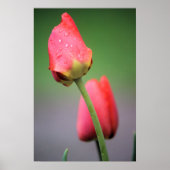 Poster met twee roze tulpen (Voorkant)