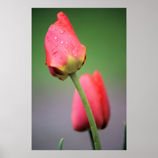 Poster met twee roze tulpen (Voorkant)