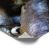 Poster met vissen close-up (Hoek)