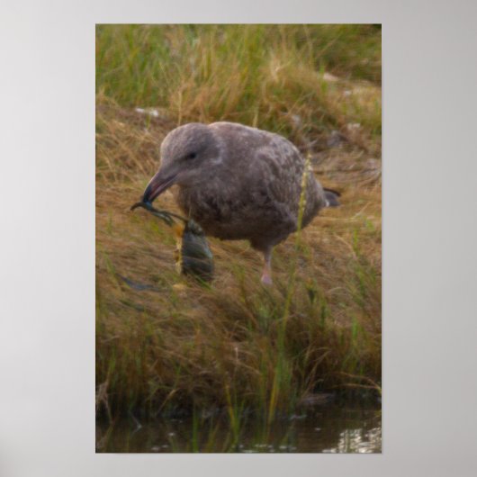 Poster met vogel die krab vangt (Voorkant)
