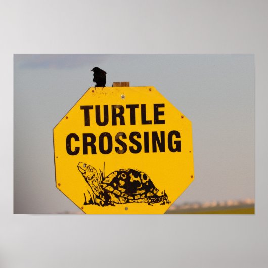Poster met vogel op Schildpad Overstekend Bord (Voorkant)