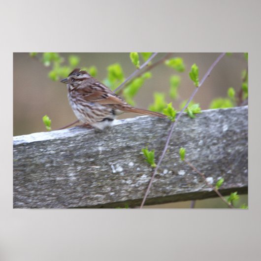 Poster met vogelbaars (Voorkant)
