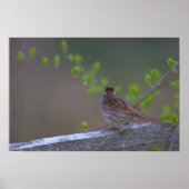 Poster met vogelbaars (Voorkant)