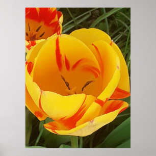 Poster met warme gele tulp
