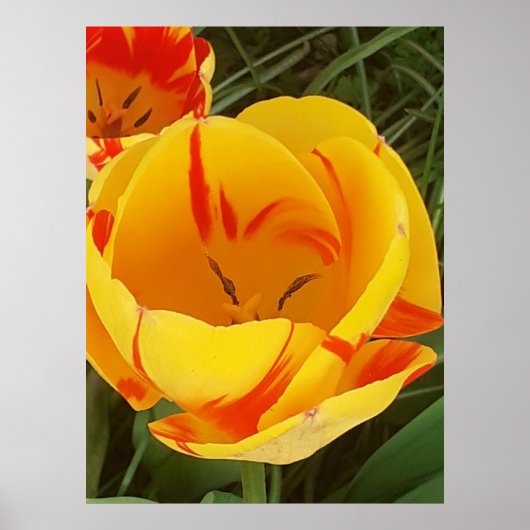 Poster met warme gele tulp (Voorkant)