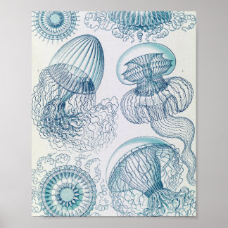 Poster met wetenschappelijke illustratie van kwal