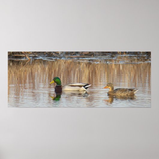 Poster met wilde eenden (Voorkant)