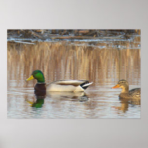 Poster met wilde eenden