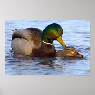Poster met wilde eenden