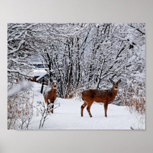 Poster met witstaartherten in wintersneeuw