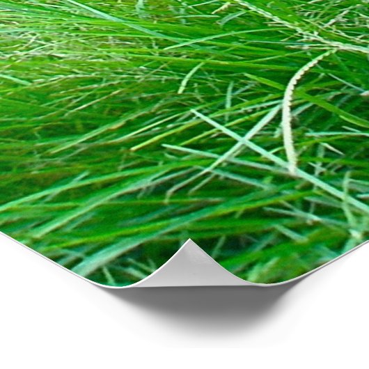 Poster met witte toneelklare deer Fawns (Hoek)