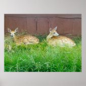Poster met witte toneelklare deer Fawns (Voorkant)