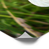 Poster met witte vlinder (Hoek)