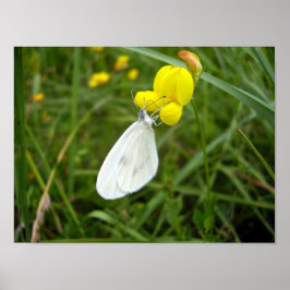 Poster met witte vlinder