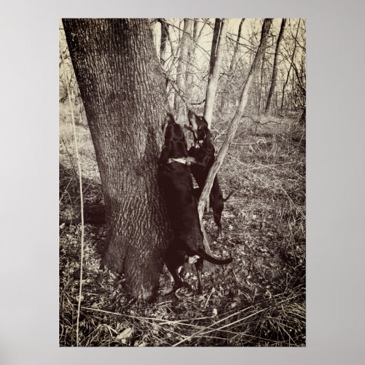 Poster met zwarte en Tan Coon Hounds (Voorkant)