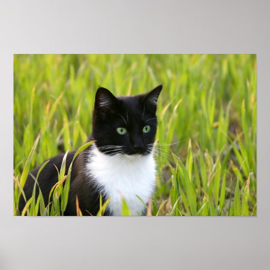 Poster met zwarte en witte kat (Voorkant)