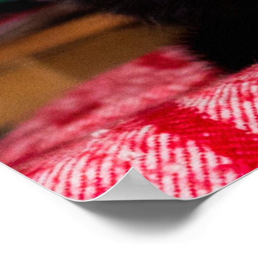 Poster met zwarte en witte katjes (Hoek)